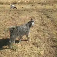 بزغاله سبزشاخ انبری برای دوبری۲۰۰۰۰۰۰۰