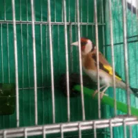 سیره  جفتی مست ۵دانگ