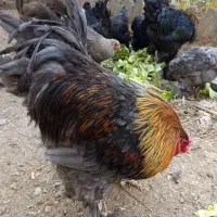 تخم نطفه دار برهما بلو پاتریج و بلک