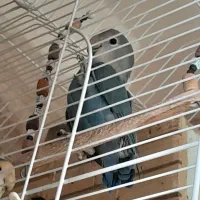 طوطی برزیلی وایت فیس|پرنده|تهران, جوانمردان (اندیشه)|دیوار