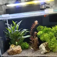 اکواریوم دلسا مدل B103