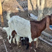 فروش بز نژدی درجه یک|حیوانات مزرعه|شوشتر, |دیوار