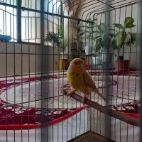 قناری ماده اماده جفت