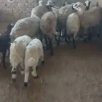 ۸راس میش زایده جوان سالم بابره|حیوانات مزرعه|اصفهان, شهرستان|دیوار
