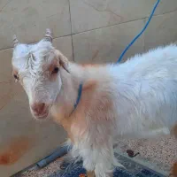 نری|حیوانات مزرعه|قشم, |دیوار