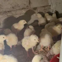 جوجه گوشتی 7روزه راس308اصل