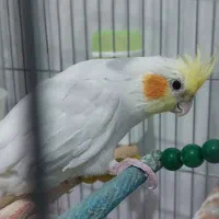 عروس هلندی|پرنده|کرمانشاه, |دیوار