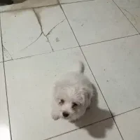 سگ پاکوتاه باهوش میکس پامر و شیتزو|سگ|علی‌آباد کتول, |دیوار