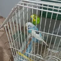 مرغ عشق|پرنده|سروآباد, |دیوار