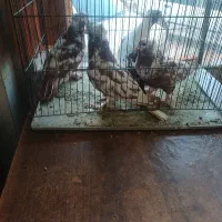 چهار تا ککلی یک جفت کلفه