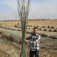 ارائه نهال صنوبر ،کبوده ،گردو،بادام،