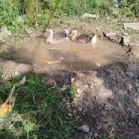 قوغاز اصل ۱۰ ماهه