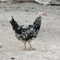 تخم مرغ گلین|حیوانات مزرعه|شیراز, رکن‌آباد|دیوار