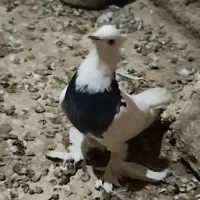 طوقی پاپر