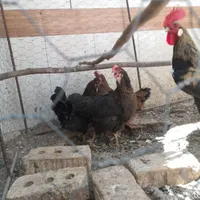 مرغ و خروس محلی|پرنده|فسا, |دیوار