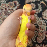 طوطی برزیلی فنج نرگسی