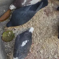 کبوتر معلقی