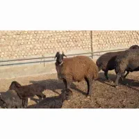 بره قوچی همو بسیار خوشتیپ ۱۲ ماه