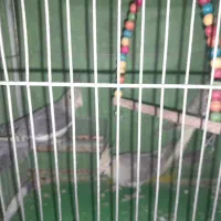 عروس هلندی|پرنده|اصفهان, شهرک کاوه|دیوار