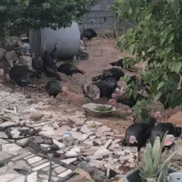 بوقلمون