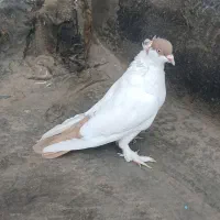 کفتر هملت زرد نر