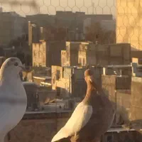 کبوتر سینه زرد|پرنده|کرج, حصارک پایین|دیوار