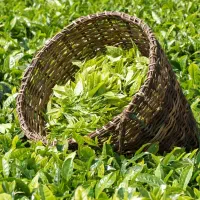 پخش کلی و جزئی چای ایرانی
