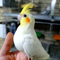 خرید و فروش عروس هلندی ،مرغ عشق فنچ