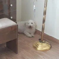 واگذاری ۲عدد سگ خانگی|سگ|تبریز, |دیوار