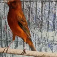 قناری سرخ آتشی