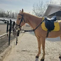 فروش اسب ترکمن|اسب و تجهیزات اسب‌سواری|کرج, فاز ۱ مهرشهر|دیوار