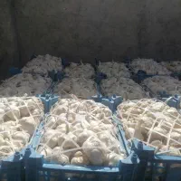سیر سفید صادراتی|خوردنی و آشامیدنی|اهواز, کیانشهر|دیوار