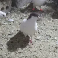 کفتر جفتگاه پرشی