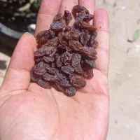 کشمش مویز آفتابی|خوردنی و آشامیدنی|ساری, |دیوار