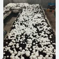 رهن و اجاره سالن های تجهیز شده پرورش قارچ شهریار|اجارهٔ دفتر صنعتی، کشاورزی، تجاری|شاهدشهر, |دیوار