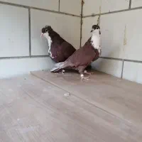 دوعدد جوجه رسمی سرخ کلاهی 8لقه|پرنده|کرمان, |دیوار