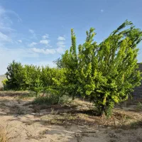 فروش۴دیواری(باغ)نزدیکی یوسف رضا/ورامین/تهاتر|فروش زمین و ملک کلنگی|قرچک, مهدیه|دیوار