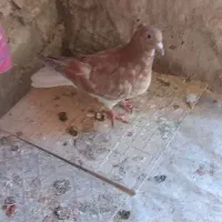 جوجه زرد دمسفید|پرنده|تربتحیدریه, ده پائین|دیوار