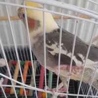 گمشده|حیوانات|عباس‌آباد, |دیوار