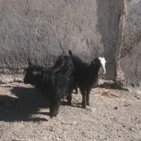 بز ننه بالاجوان ودوعدد بزغاله|حیوانات مزرعه|اردبیل, |دیوار