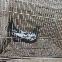 جفت سینه سیاه فروشی|پرنده|ششطراز, |دیوار