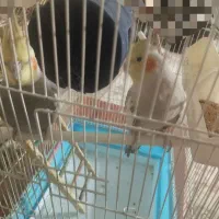 عروس هلندی|پرنده|ماهدشت, |دیوار