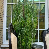 درخت بید مجنون مصنوعی