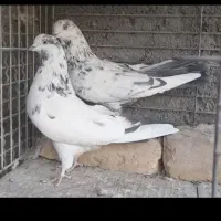 تعدادی کبوتر پرشی|پرنده|قم, باغ اشرافی|دیوار