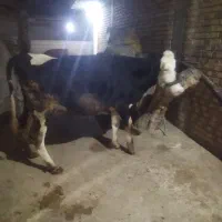 گاو شیری|حیوانات مزرعه|کلاله, |دیوار