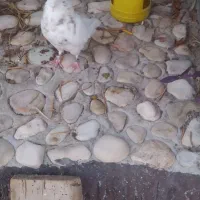 جفت طوق شازده و دم قهوای معاوضه