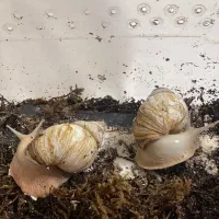 حلزون  فروشی فوری