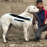 نر و ماده سگ نژاد دار مخصوص نگهبانی آلابای افغان