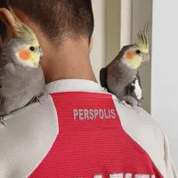 عروس هلندی نر وماده