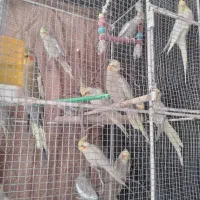 طوطی برزیلی وعروس هلندی|پرنده|بیرجند, |دیوار